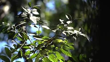 阳光下森林里的树叶视频的预览图
